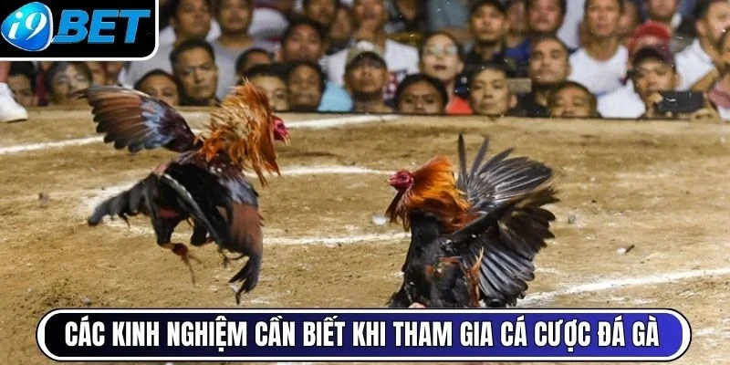 Các kinh nghiệm cần biết khi tham gia cá cược đá gà
