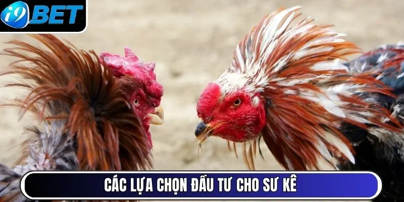Các lựa chọn đầu tư cho sư kê