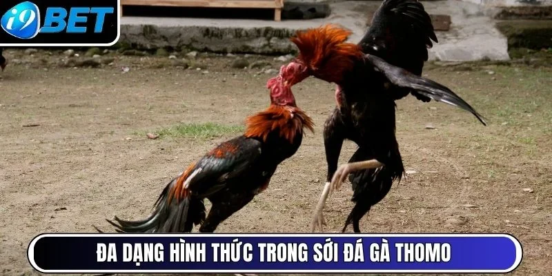 Đa dạng hình thức trong sới đá gà Thomo