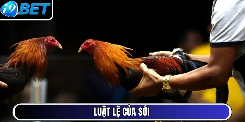 Luật lệ của sới