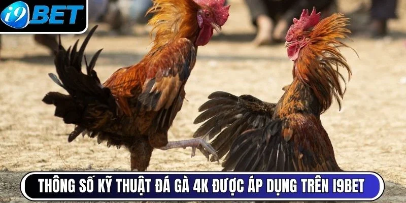 Thông số kỹ thuật đá gà 4K được áp dụng trên i9Bet