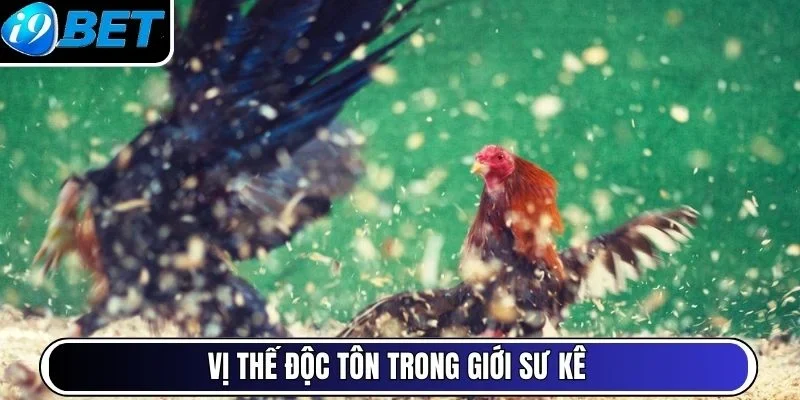 Vị thế độc tôn trong giới sư kê